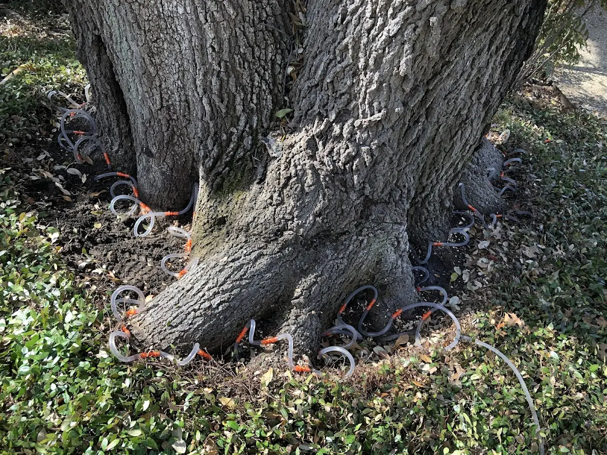 Detailed Tree Cabling and Bracing job site in Tesuque