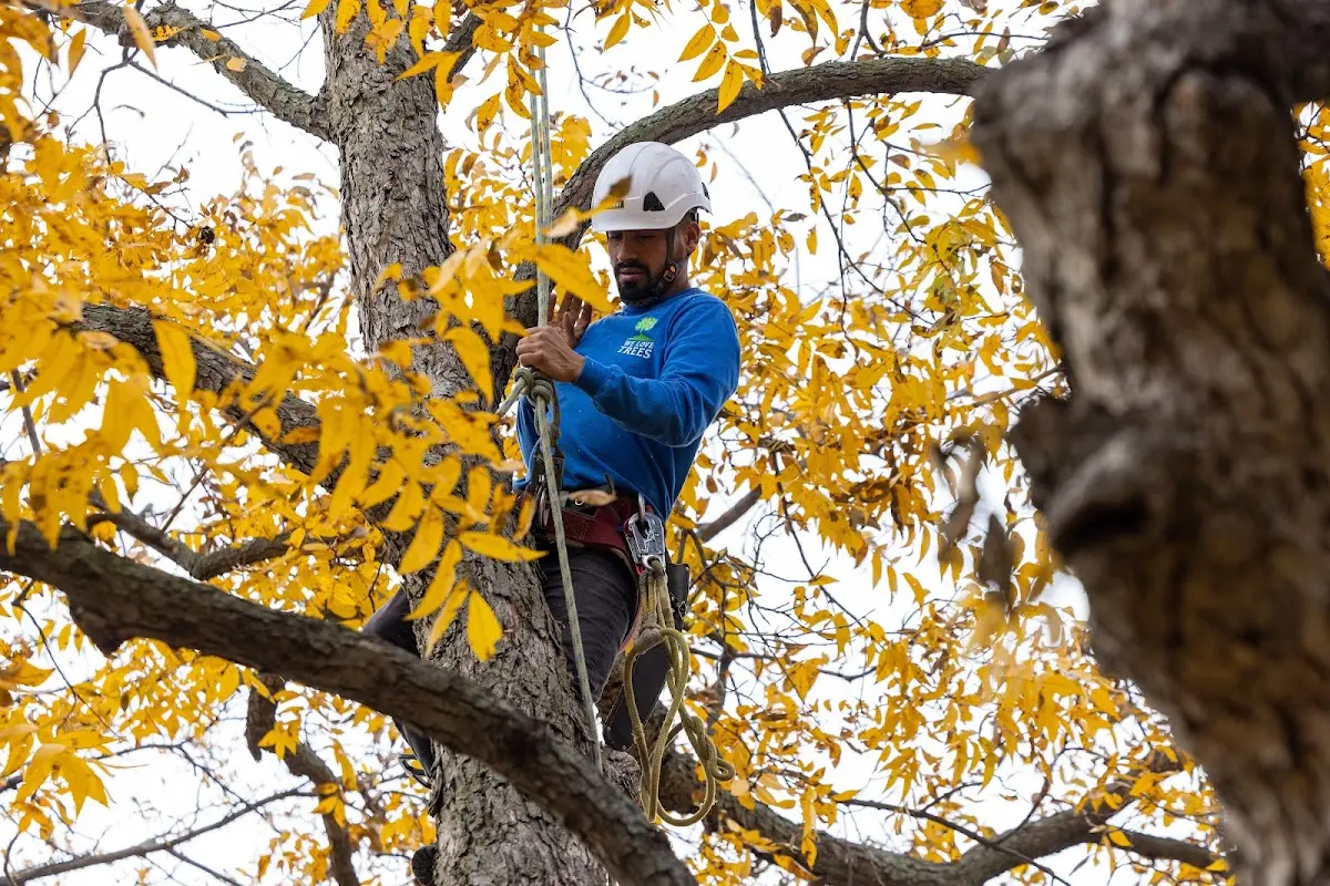 Skilled Tree Planting crew working in Tesuque