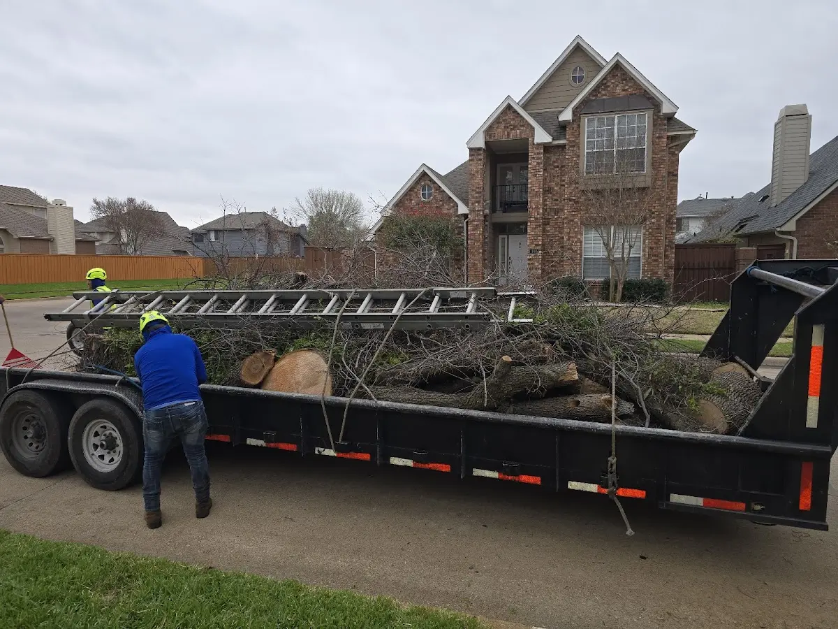 Expert Tree Removal with proper safety equipment in Tesuque